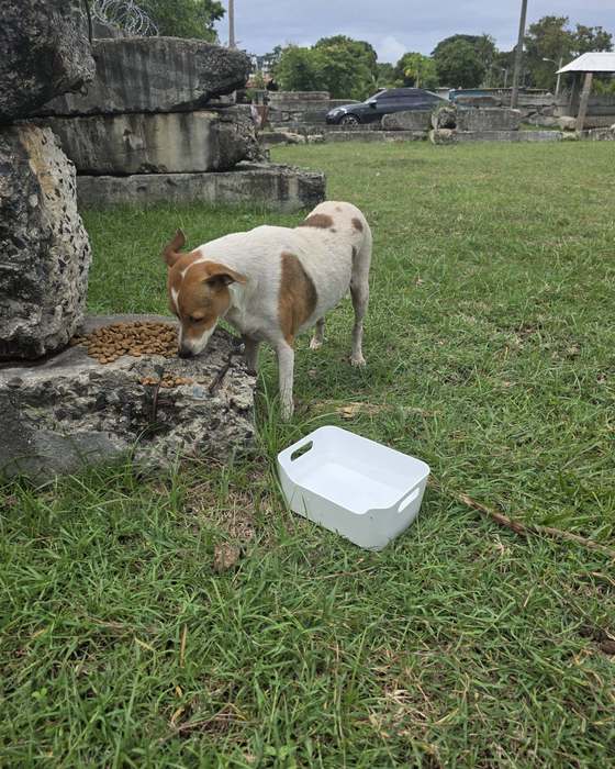 Feeding a street dog