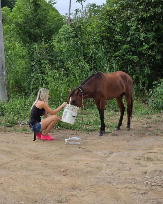 A volunteer bringing water and feed to a horse