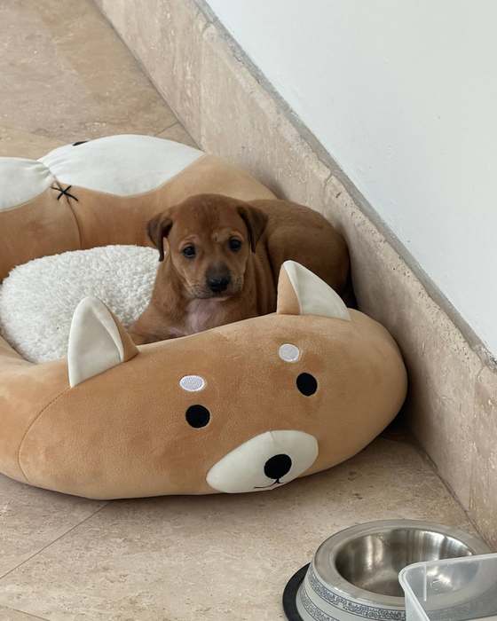 A rescued puppy in a foster home