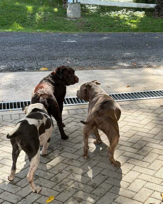 Street dogs in the neighborhood