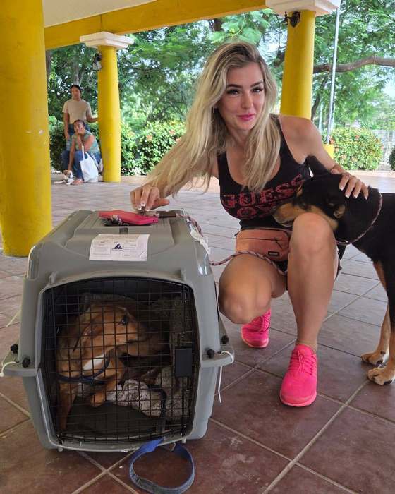 An animal prepared for transport