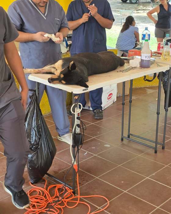 Veterinary treatment organized by volunteers