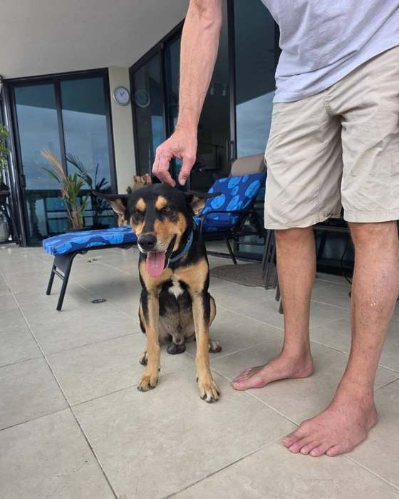 A rescued dog meeting its new family