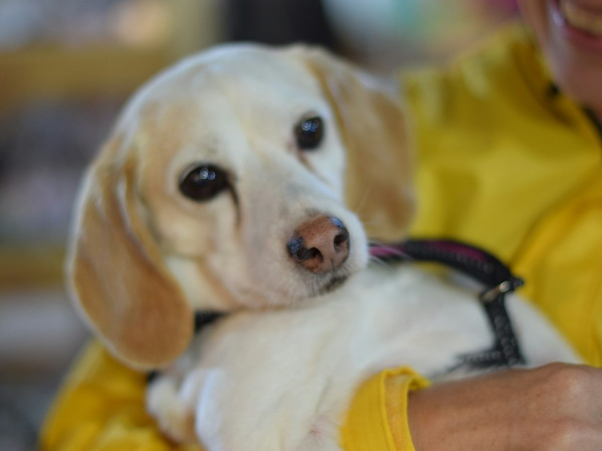 A dog safe in its owner's arms